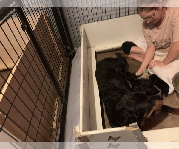 Medium Photo #14 Rottweiler Puppy For Sale in GARLAND, TX, USA