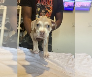 Medium American Bully