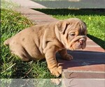 Small Photo #15 Bulldog Puppy For Sale in RIVERSIDE, CA, USA