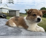 Small #4 Pembroke Welsh Corgi