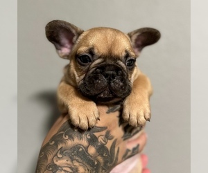 French Bulldog Puppy for sale in LAS VEGAS, NV, USA