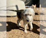 Small #4 Mutt