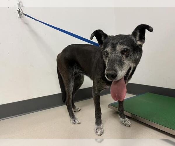 Medium Photo #1 German Shepherd Dog-Unknown Mix Puppy For Sale in Corona, CA, USA