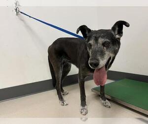 German Shepherd Dog-Unknown Mix Dogs for adoption in Corona, CA, USA