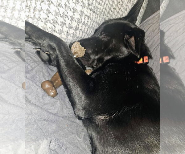 Medium Photo #3 Labrador Retriever Puppy For Sale in Caribou, ME, USA