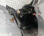 Small #2 Labrador Retriever
