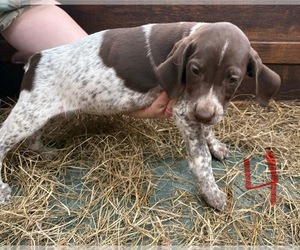 German Shorthaired Pointer Puppy for sale in BONIFAY, FL, USA