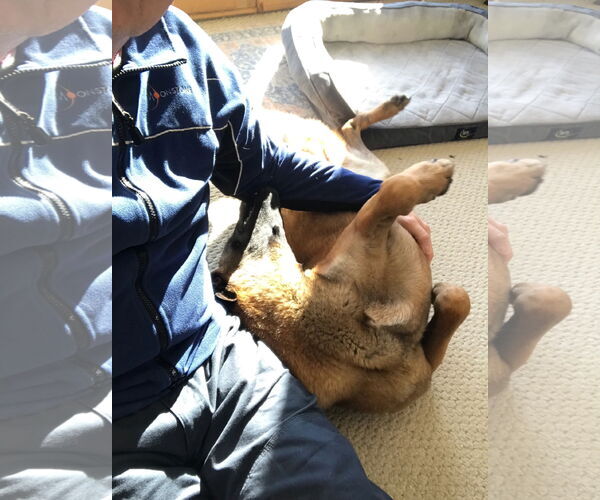 Medium Photo #11 Mutt Puppy For Sale in Stevens Point, WI, USA