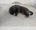 Small Photo #6 Great Dane Puppy For Sale in OLATHE, CO, USA