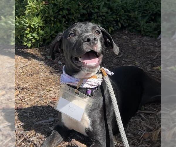 Medium Photo #5 Labrador Retriever-Unknown Mix Puppy For Sale in San Diego, CA, USA