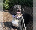 Small #4 Labrador Retriever Mix