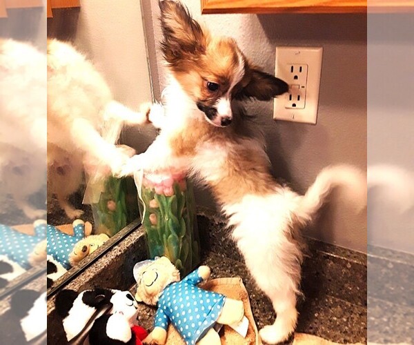 Medium Photo #7 Papillon Puppy For Sale in CHEYENNE, WY, USA