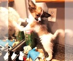 Small #6 Papillon