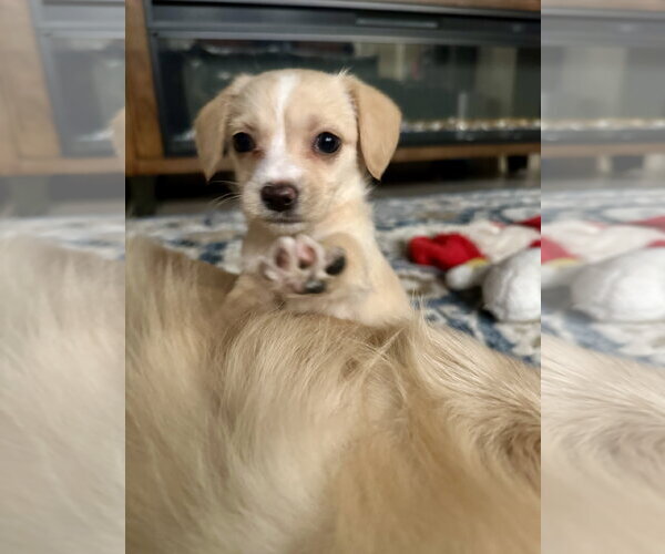 Medium Photo #3 Chihuahua-Unknown Mix Puppy For Sale in Valrico, FL, USA