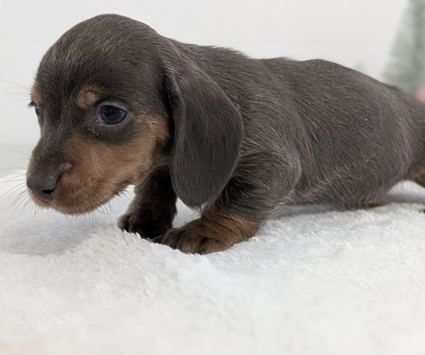 Medium Photo #14 Dachshund Puppy For Sale in GOSHEN, IN, USA