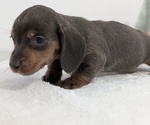 Small #13 Dachshund