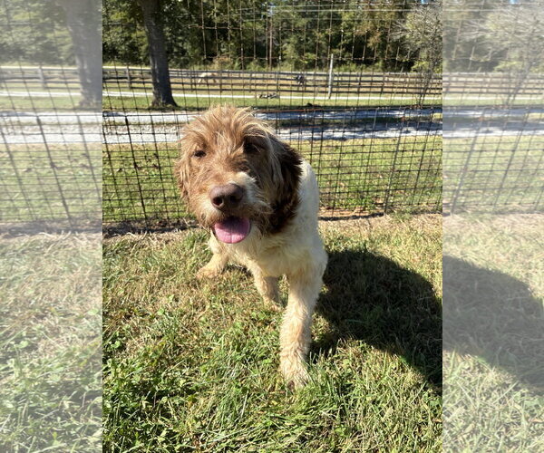 Medium Photo #3 Poodle (Standard)-Unknown Mix Puppy For Sale in Pacolet, SC, USA