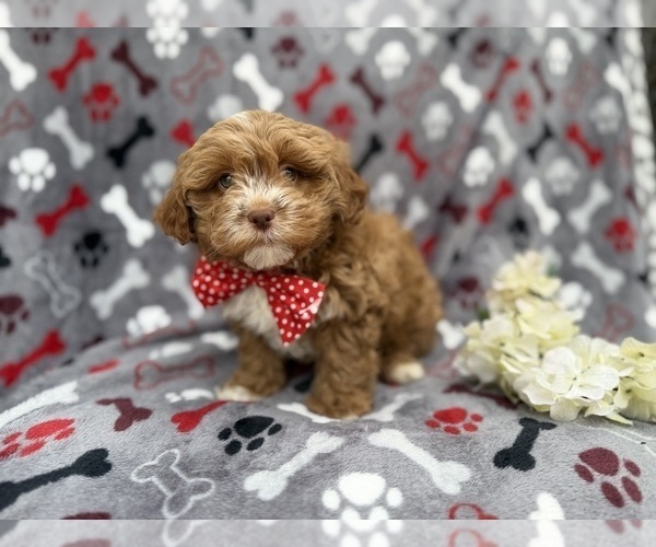 Medium Photo #2 Shih-Poo Puppy For Sale in LAKELAND, FL, USA
