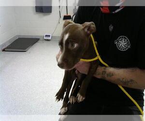 Labrador Retriever-Unknown Mix Dogs for adoption in Pasadena, TX, USA