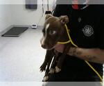 Small Labrador Retriever Mix