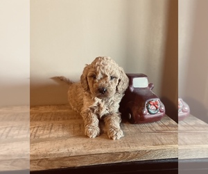 Double Doodle Puppy for sale in CHILLICOTHE, MO, USA