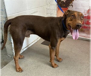 German Shepherd Dog-Unknown Mix Dogs for adoption in San Bernardino, CA, USA