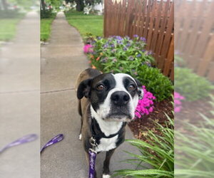Wednesday - Female Mutt Dog for Adoption - Photo #5