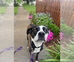 Small Photo #5 Mutt Puppy For Sale in Fort Collins, CO, USA
