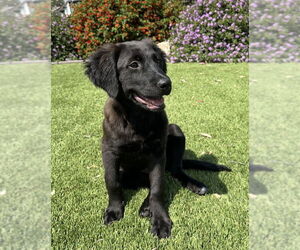 Retriever -Unknown Mix Dogs for adoption in San Diego, CA, USA