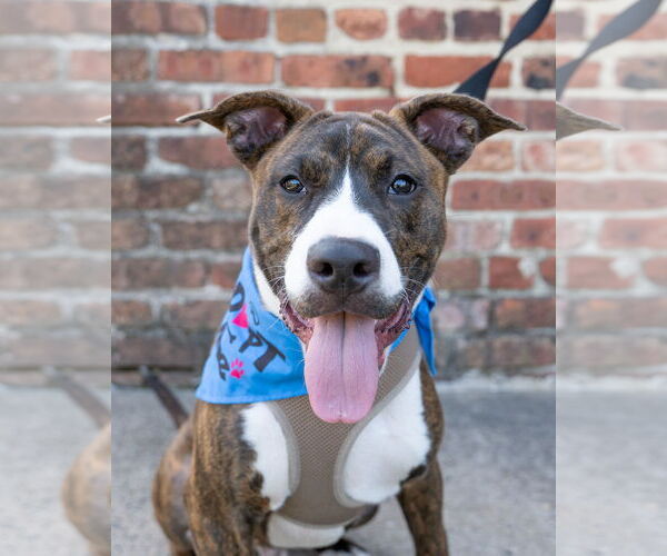 Medium Photo #10 American Pit Bull Terrier-Mountain Cur Mix Puppy For Sale in Oakhurst, NJ, USA