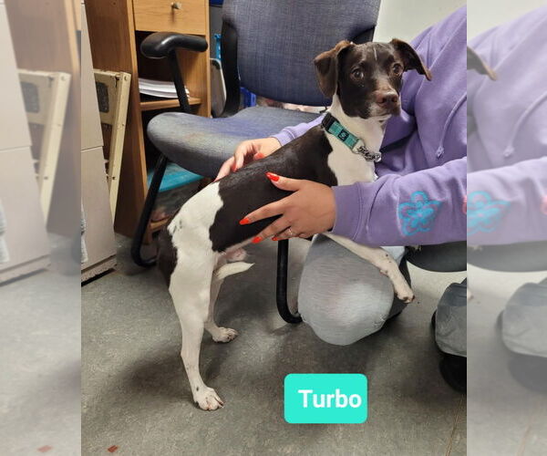 Medium Photo #2 Jack Russell Terrier-Whippet Mix Puppy For Sale in Richmond, IN, USA