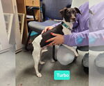 Small #1 Jack Russell Terrier-Whippet Mix