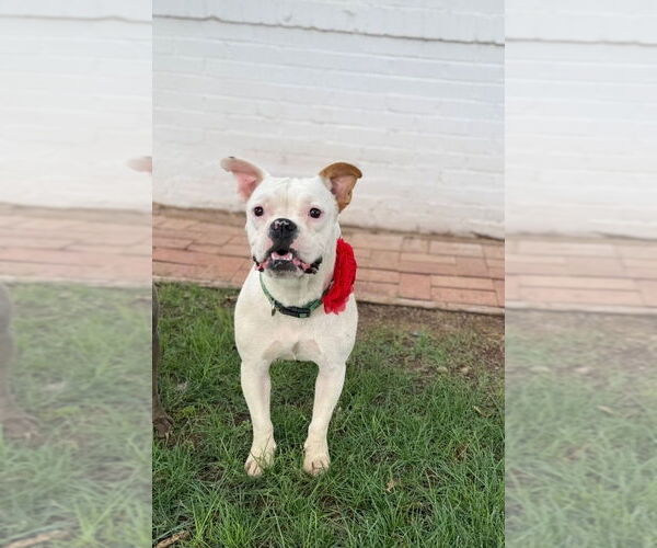 Medium Photo #8 Bull-Boxer Puppy For Sale in Phoenix, AZ, USA