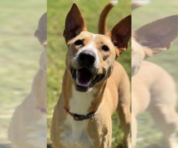 Medium Photo #3 Mutt Puppy For Sale in Great Bend, KS, USA