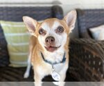 Small Photo #1 Chihuahua Puppy For Sale in  Ramona, CA, USA