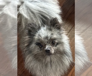 Pomeranian Puppy for sale in SPRINGDALE, AR, USA