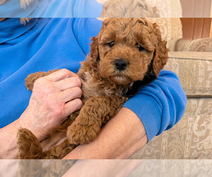 Goldendoodle (Miniature) Puppy for sale in ROY, UT, USA