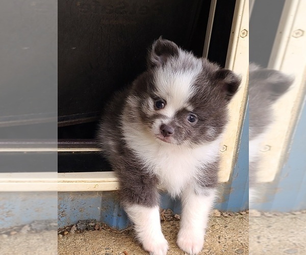 Medium Photo #6 Pomeranian Puppy For Sale in BIG ISLAND, VA, USA
