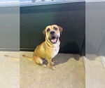 Small #3 Mastiff Mix