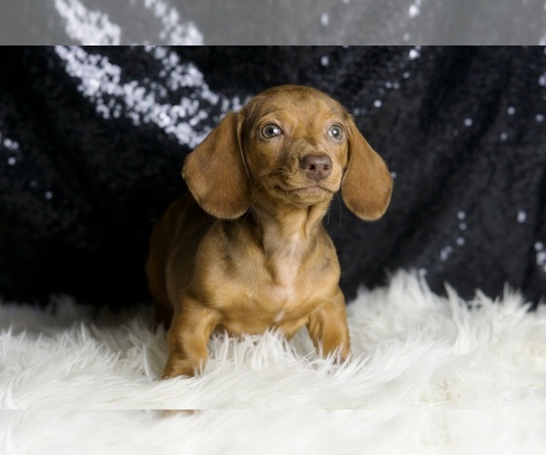 Medium Photo #7 Dachshund Puppy For Sale in WARSAW, IN, USA