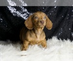 Small #6 Dachshund