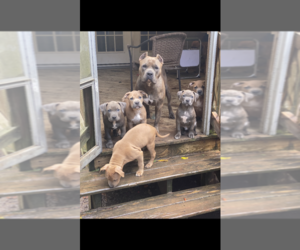 American Bully Puppy for sale in NEWPORT NEWS, VA, USA