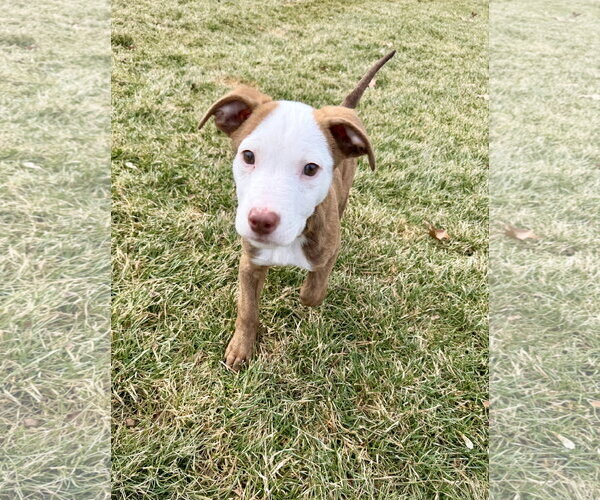Medium Photo #16 Mutt Puppy For Sale in Plainfield, IL, USA