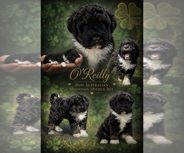 Medium Photo #1 Bernedoodle-Poodle (Miniature) Mix Puppy For Sale in MILLVILLE, MN, USA