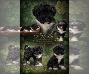 Bernedoodle-Poodle (Miniature) Mix Puppy for sale in MILLVILLE, MN, USA