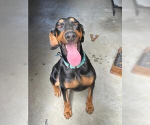 Doberman Pinscher Dogs for adoption in Martinez, CA, USA