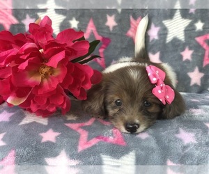 Dachshund-Unknown Mix Puppy for sale in LAKELAND, FL, USA