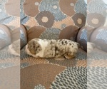 Small Photo #6 English Bulldog Puppy For Sale in CIBOLO, TX, USA