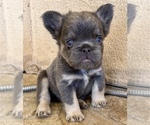 Small #6 French Bulldog