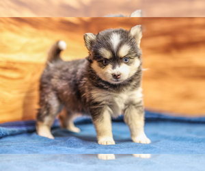 Pomsky Puppy for sale in TAMPICO, IL, USA